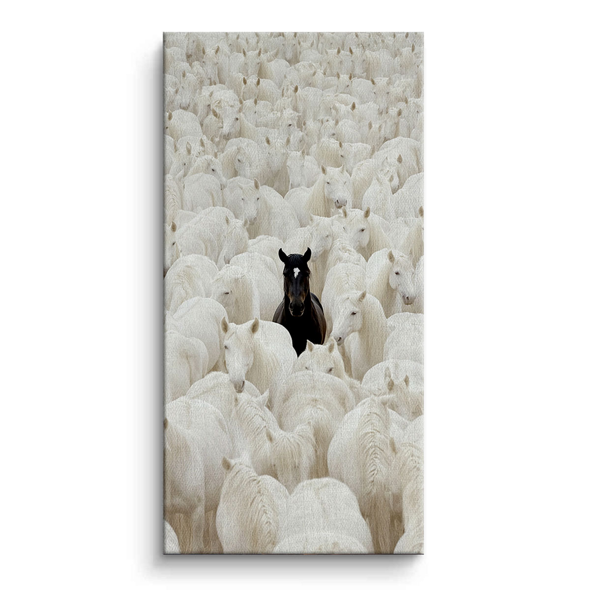 Contrast in Harmony Canvas Art